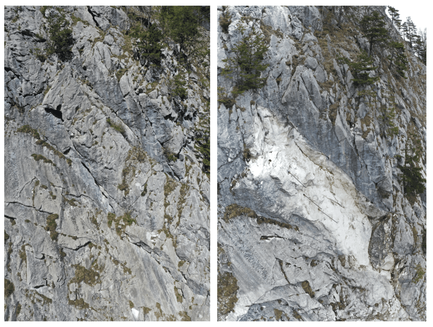 Zwei senkrechte Felswände mit grüner Vegetation und einigen kleinen Bäumen, die aus Rissen wachsen. Die Felsoberfläche ist grau und strukturiert, mit sichtbaren Schichten und einigen weißen Schlieren auf der rechten Seite.