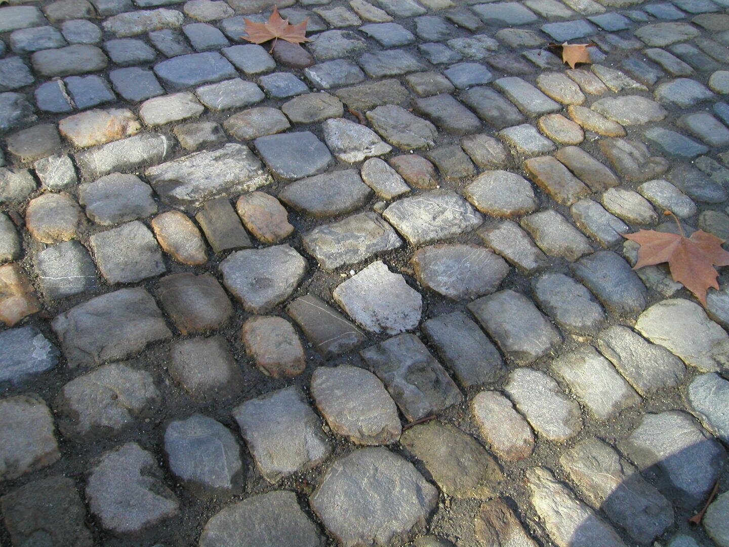 Nahaufnahme eines Kopfsteinpflasters mit ein paar verstreuten braunen Herbstblättern auf der Oberfläche, beleuchtet von natürlichem Sonnenlicht.