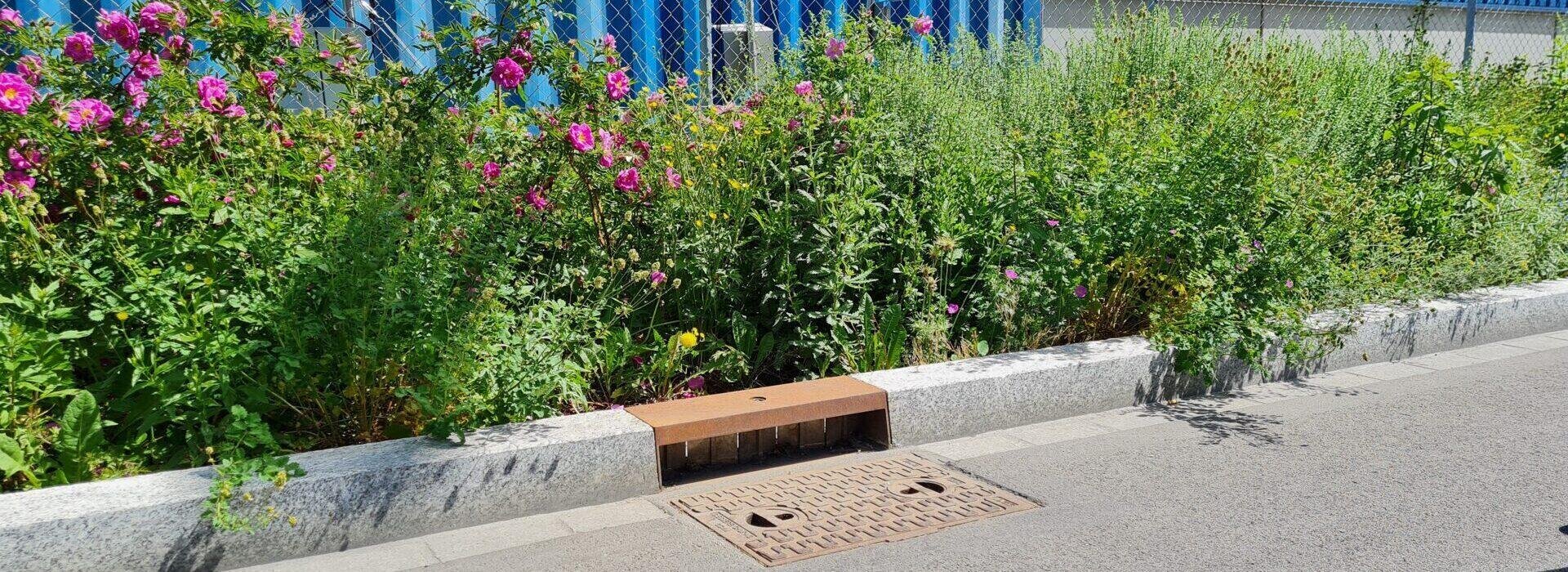 Ein städtischer Bürgersteig führt an einem üppig bewachsenen Blumenbeet mit rosa Rosen und hohen grünen Pflanzen entlang. Ein Regenwasserkanal aus Metall ist in den Betonrandstein eingelassen, und im Hintergrund ist ein blauer Zaun zu sehen.