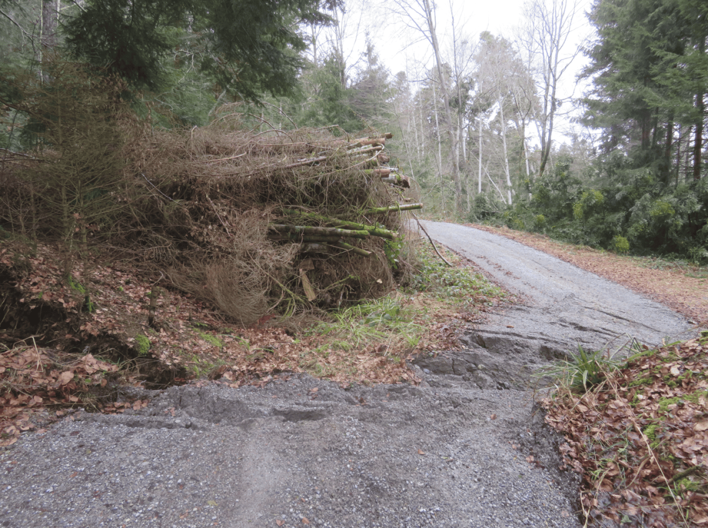 Eine ländliche Schotterstraße, die durch einen Haufen umgestürzter Äste blockiert ist, mit erodiertem Boden und freigelegten Wurzeln im Vordergrund. Immergrüne und blattlose Bäume umgeben das Gebiet.
