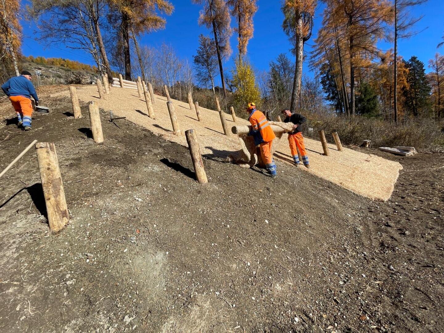 Drei Arbeiter in orangefarbenen Hosen installieren Holzpfähle und bringen Mulch an einem steilen Hang an, wahrscheinlich zum Erosionsschutz, unter einem klaren blauen Himmel mit gelbblättrigen Bäumen im Hintergrund.