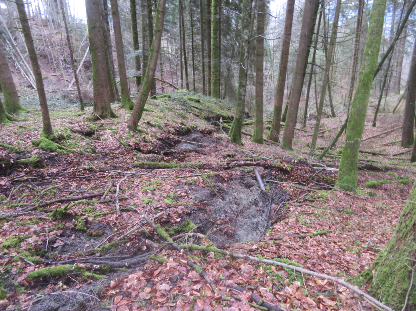 Eine Waldszene mit hohen, dünnen Bäumen, moosbewachsenen Stämmen, herabgefallenen Ästen und einer tiefen Erosionsrinne, die sich durch den mit braunen Blättern bedeckten Waldboden zieht. Der Boden scheint uneben und gestört zu sein.