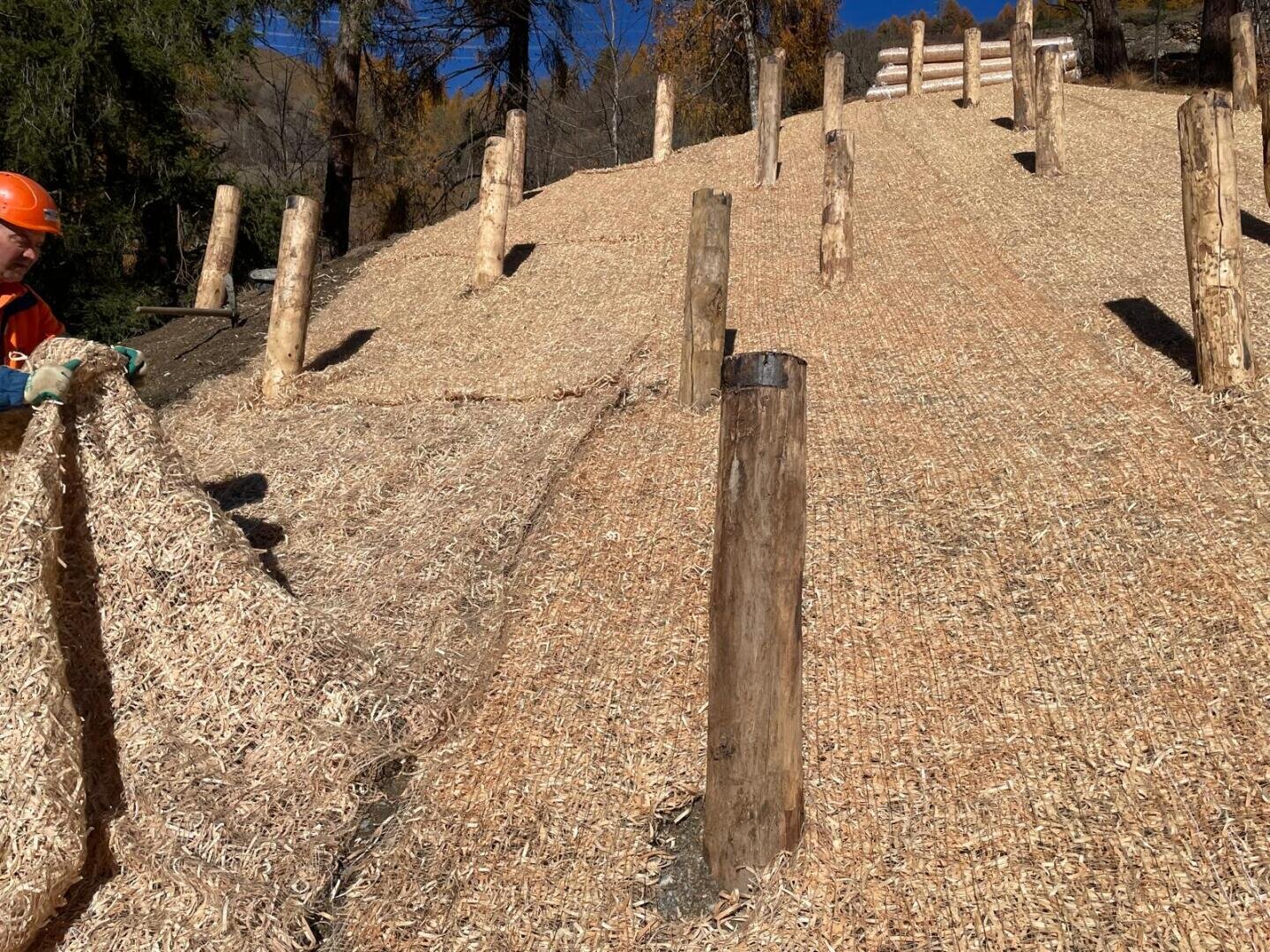 Ein Arbeiter mit orangefarbenem Helm verlegt Erosionsschutzmatten an einem steilen, grasbewachsenen Hang, wobei Holzpfähle in Reihen verankert werden, um das Material zu sichern. Im Hintergrund sind Kiefern und der blaue Himmel zu sehen.