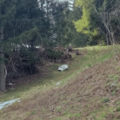 Ein Hund mit Tarnmuster kriecht langsam über einen grasbewachsenen Hang in der Nähe eines Waldrandes und fügt sich in die Umgebung ein. Auf dem Boden sind Schneeflecken und braune Blätter zu sehen, im Hintergrund stehen immergrüne Bäume.